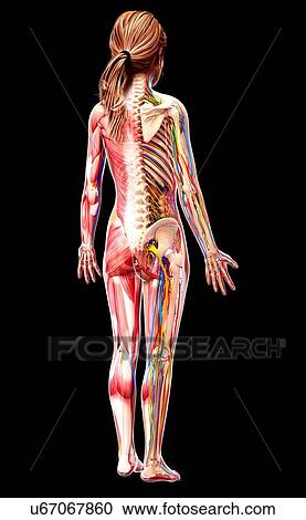 Clipart - Female anatomy, artwork. Fotosearch