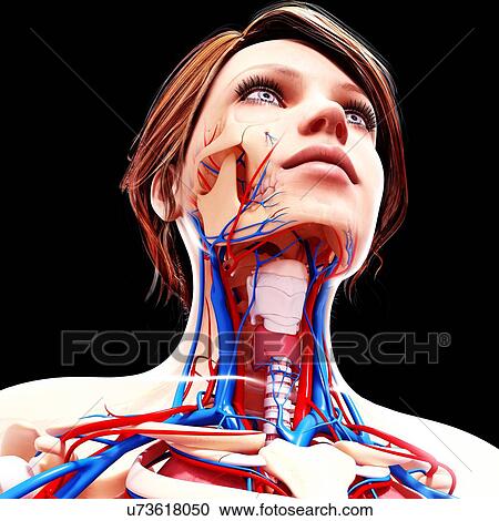 Female anatomy, artwork View Large Illustration Clipart - Female anatomy, artwork. Fotosearch
