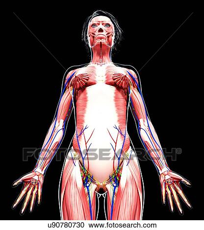 Female anatomy, artwork View Large Illustration Clipart - Female anatomy, artwork. Fotosearch