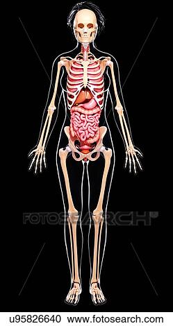 Female anatomy, artwork View Large Illustration Clipart - Female anatomy, artwork. Fotosearch