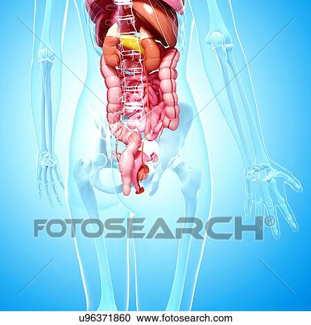Clipart - Female anatomy, artwork. Fotosearch