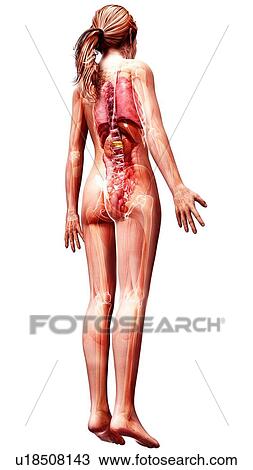 Female anatomy, artwork View Large Illustration Drawing - Female anatomy, artwork. Fotosearch