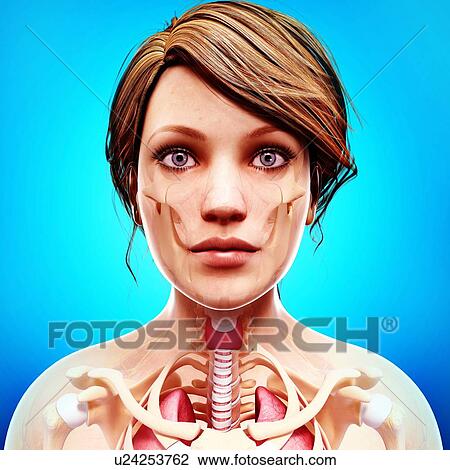 Female anatomy, artwork View Large Illustration Drawing - Female anatomy, artwork. Fotosearch