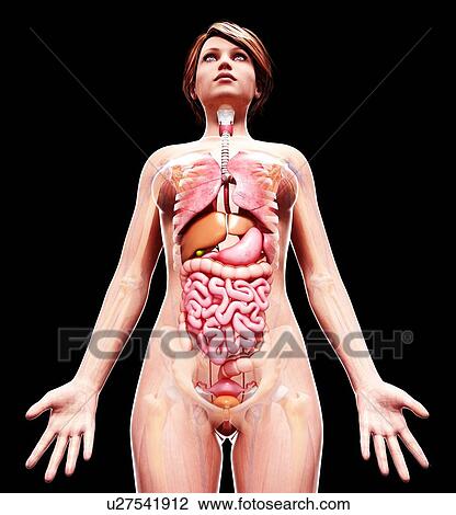 Female anatomy, artwork View Large Illustration Drawing - Female anatomy, artwork. Fotosearch