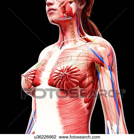 Drawing - Female anatomy, artwork. Fotosearch