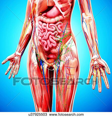 Female anatomy, artwork View Large Illustration Drawing - Female anatomy, artwork. Fotosearch