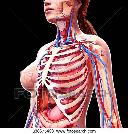 Female anatomy, artwork View Large Illustration Drawing - Female anatomy, artwork. Fotosearch