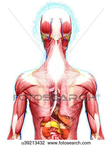 Drawing - Female anatomy, artwork. Fotosearch