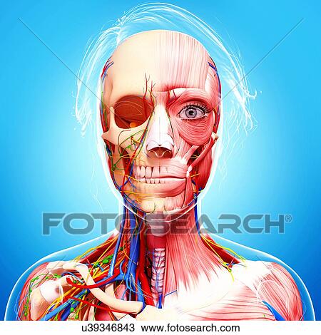 Female anatomy, artwork Drawing | u39346843 | Fotosearch