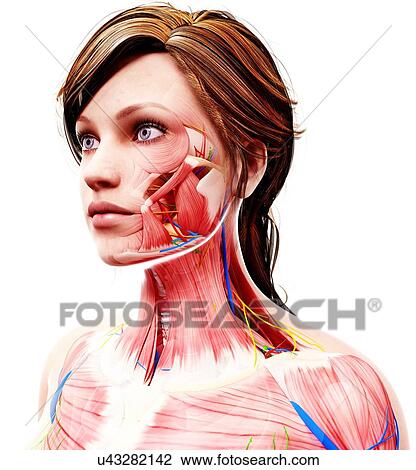 Female anatomy, artwork View Large Illustration Drawing - Female anatomy, artwork. Fotosearch