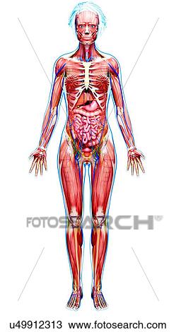 Female anatomy, artwork View Large Illustration Drawing - Female anatomy, artwork. Fotosearch