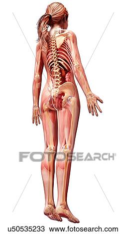 Drawing - Female anatomy, artwork. Fotosearch