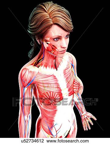 Female anatomy, artwork View Large Illustration Drawing - Female anatomy, artwork. Fotosearch