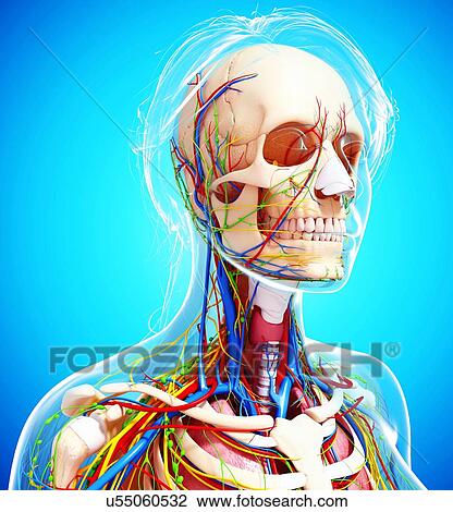 Drawing - Female anatomy, artwork. Fotosearch