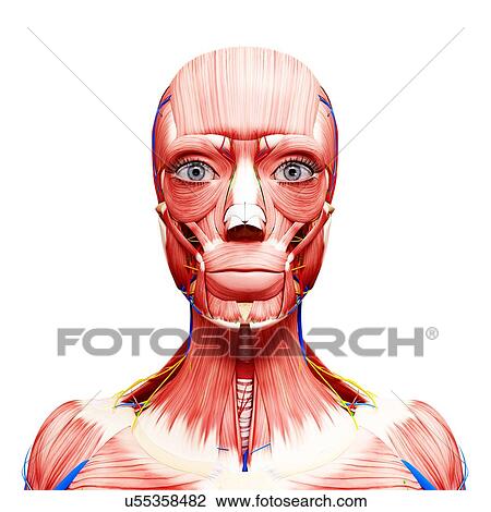 Female anatomy, artwork View Large Illustration Drawing - Female anatomy, artwork. Fotosearch