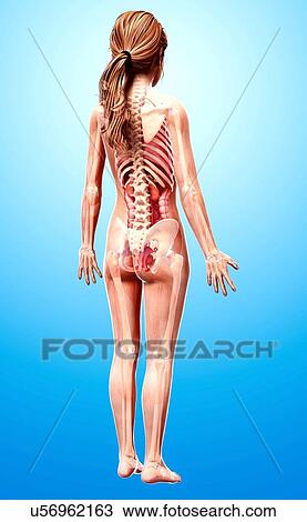 Female anatomy, artwork View Large Illustration Drawing - Female anatomy, artwork. Fotosearch
