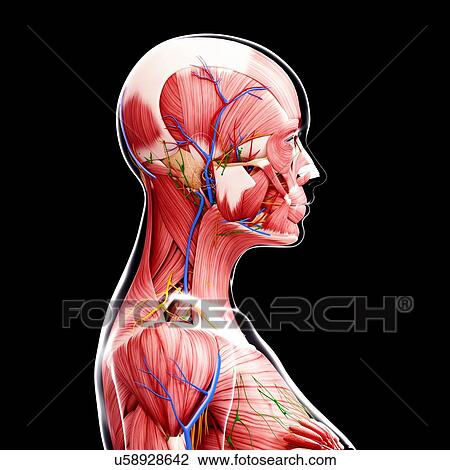Female anatomy, artwork Drawing | u58928642 | Fotosearch