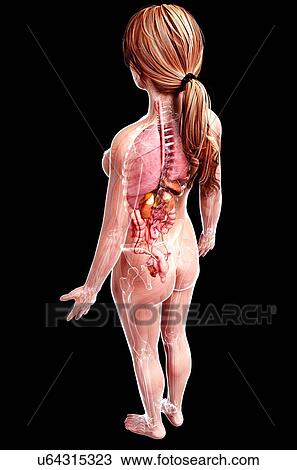 Female anatomy, artwork View Large Illustration Drawing - Female anatomy, artwork. Fotosearch