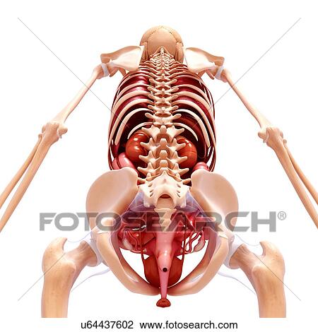 Female anatomy, artwork View Large Illustration Drawing - Female anatomy, artwork. Fotosearch