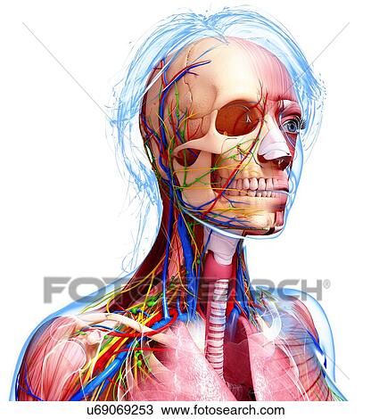 Drawing - Female anatomy, artwork. Fotosearch