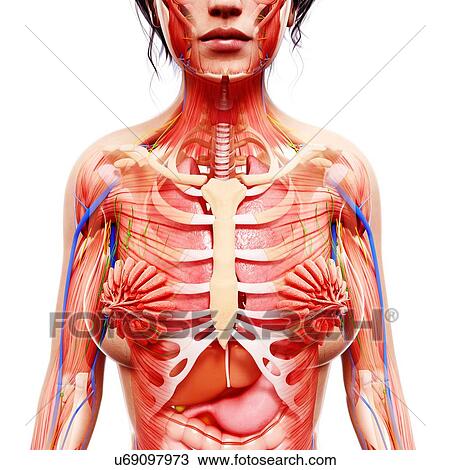 Female anatomy, artwork View Large Illustration Drawing - Female anatomy, artwork. Fotosearch