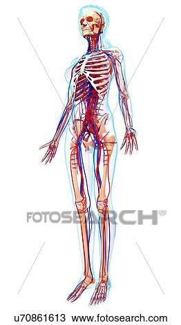 Drawing - Female anatomy, artwork. Fotosearch