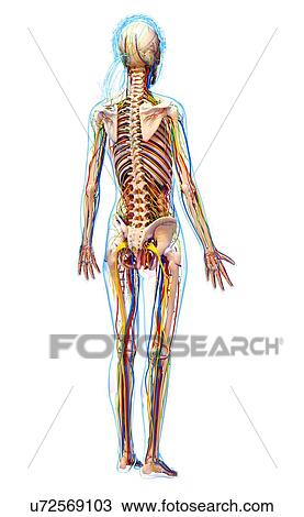 Drawing - Female anatomy, artwork. Fotosearch