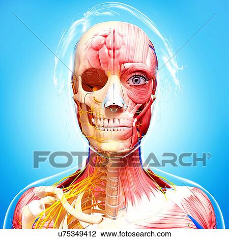 Female anatomy, artwork View Large Illustration Drawing - Female anatomy, artwork. Fotosearch