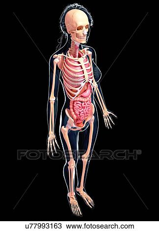 Drawing - Female anatomy, artwork. Fotosearch