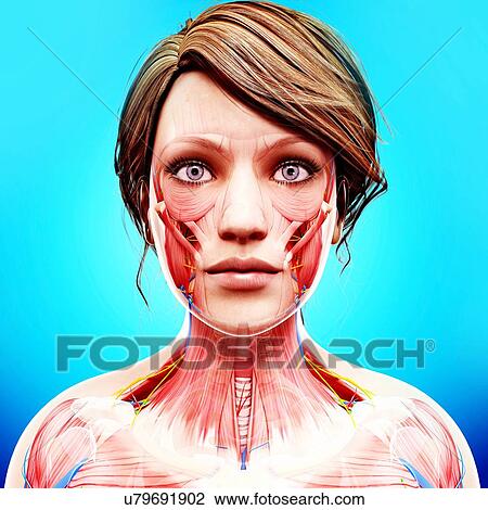 Female anatomy, artwork View Large Illustration Drawing - Female anatomy, artwork. Fotosearch