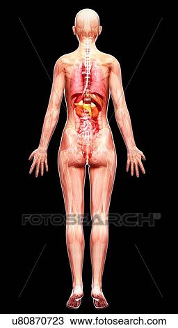 Drawing - Female anatomy, artwork. Fotosearch