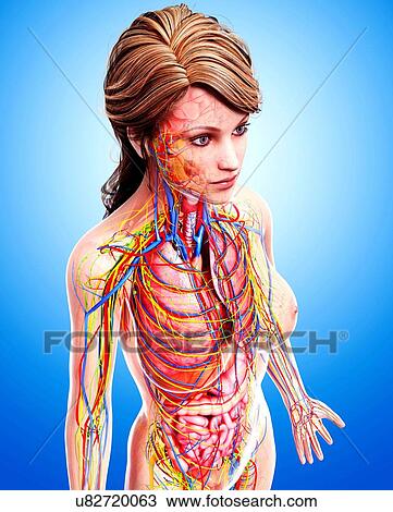 Drawing - Female anatomy, artwork. Fotosearch