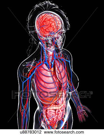 Female anatomy, artwork View Large Illustration Drawing - Female anatomy, artwork. Fotosearch