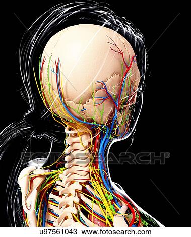 Female anatomy, artwork View Large Illustration Drawing - Female anatomy, artwork. Fotosearch