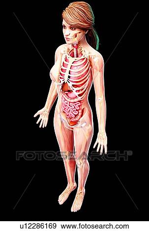 Female anatomy, artwork View Large Illustration Stock Illustration - Female anatomy, artwork. Fotosearch
