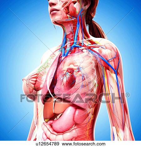 Female anatomy, artwork View Large Illustration Stock Illustration - Female anatomy, artwork. Fotosearch