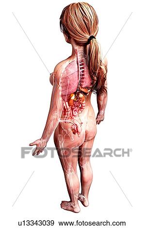 Stock Illustration - Female anatomy, artwork. Fotosearch
