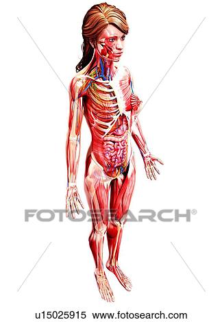 Stock Illustration - Female anatomy, artwork. Fotosearch