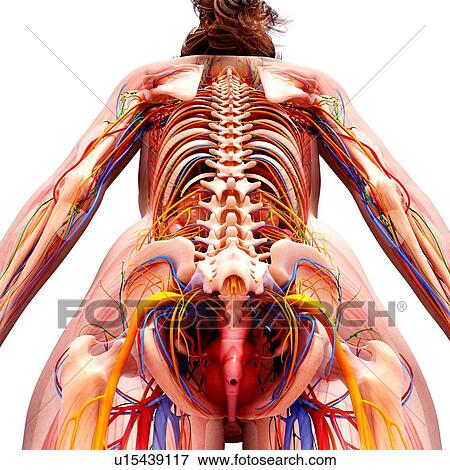 Stock Illustration - Female anatomy, artwork. Fotosearch