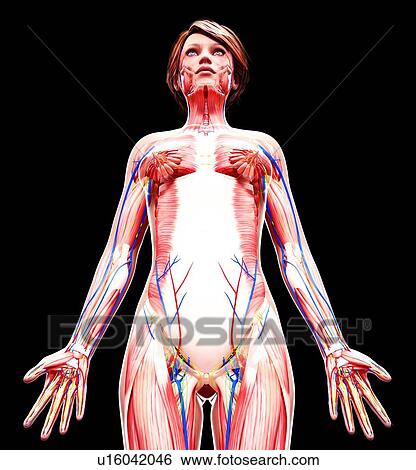 Stock Illustration - Female anatomy, artwork. Fotosearch