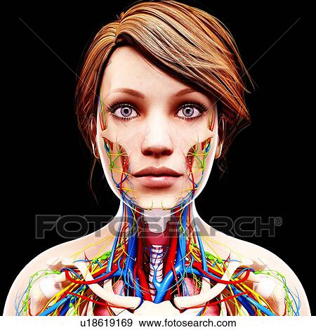Female anatomy, artwork View Large Illustration Stock Illustration - Female anatomy, artwork. Fotosearch