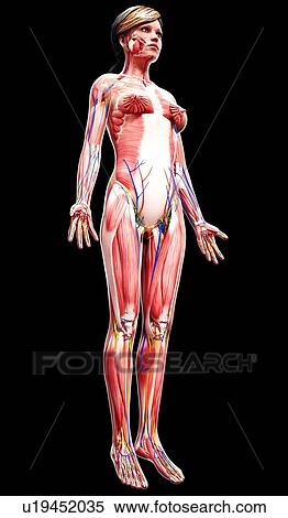 Female anatomy, artwork View Large Illustration Stock Illustration - Female anatomy, artwork. Fotosearch