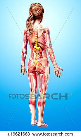 Stock Illustration - Female anatomy, artwork. Fotosearch