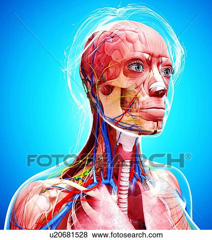 Female anatomy, artwork View Large Illustration Stock Illustration - Female anatomy, artwork. Fotosearch