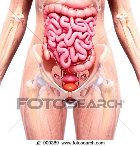 Female anatomy, artwork View Large Illustration Stock Illustration - Female anatomy, artwork. Fotosearch