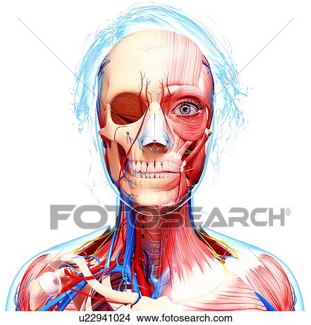 Female anatomy, artwork View Large Illustration Stock Illustration - Female anatomy, artwork. Fotosearch