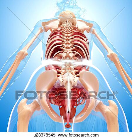 Stock Illustration - Female anatomy, artwork. Fotosearch