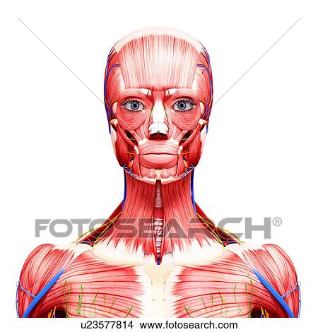 Stock Illustration - Female anatomy, artwork. Fotosearch