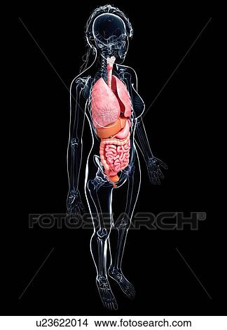 Female anatomy, artwork View Large Illustration Stock Illustration - Female anatomy, artwork. Fotosearch