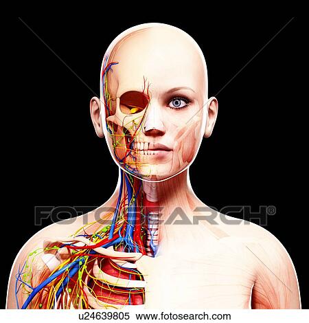 Female anatomy, artwork View Large Illustration Stock Illustration - Female anatomy, artwork. Fotosearch